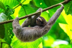 Costa Rica – Circuite și Vacanțe Exotice | Travel Connect